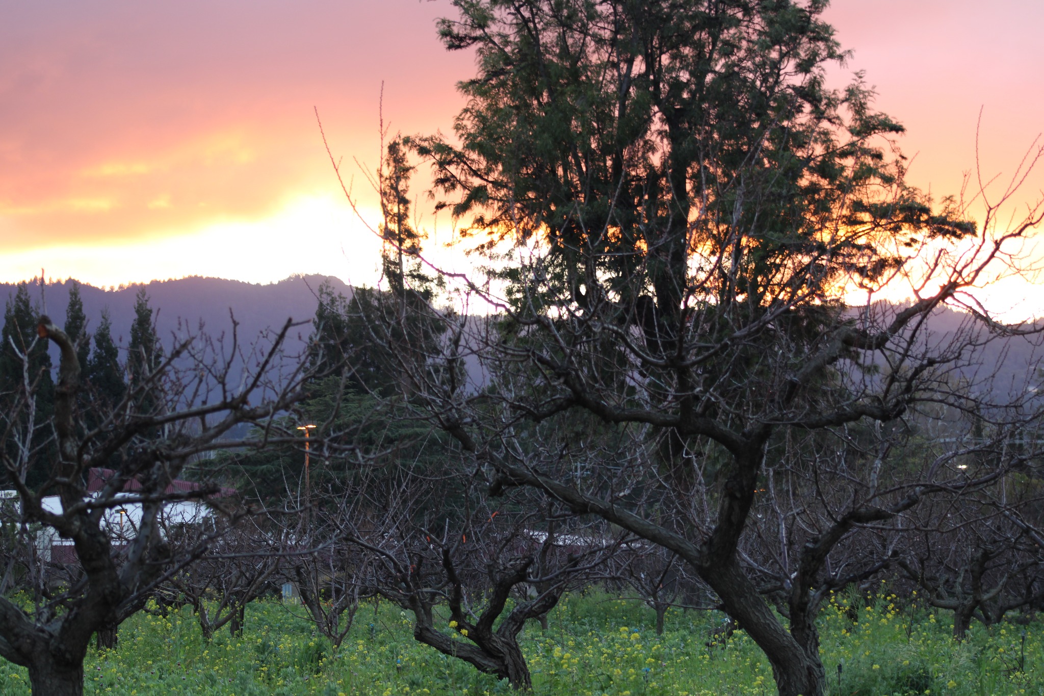 Orchard at sunset, orange and pink sky