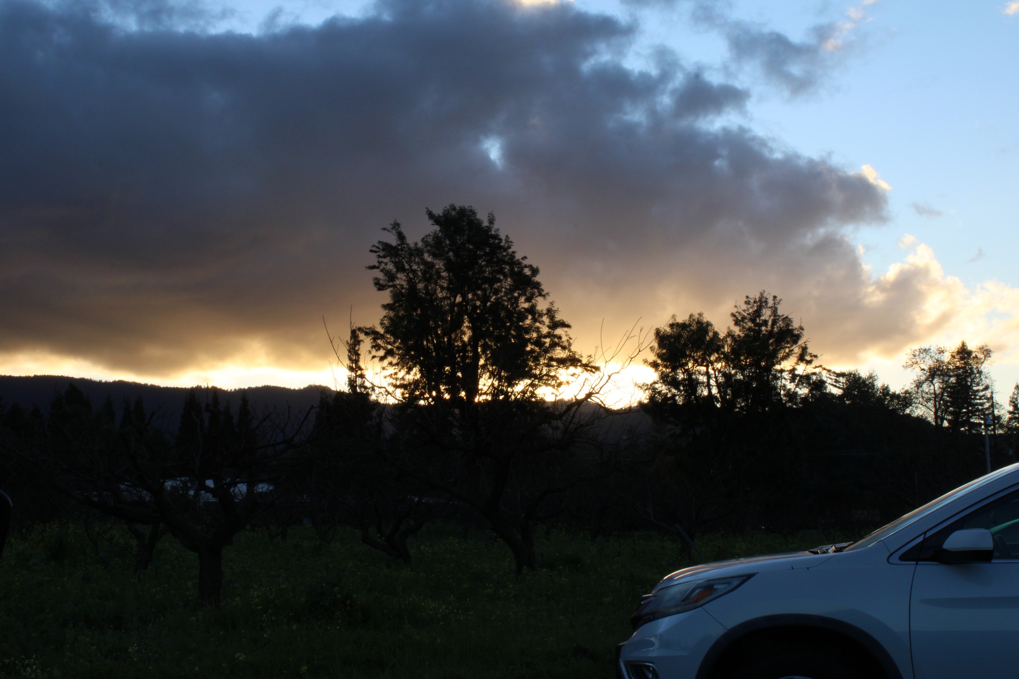 Stormy sunset with tree silhouettes