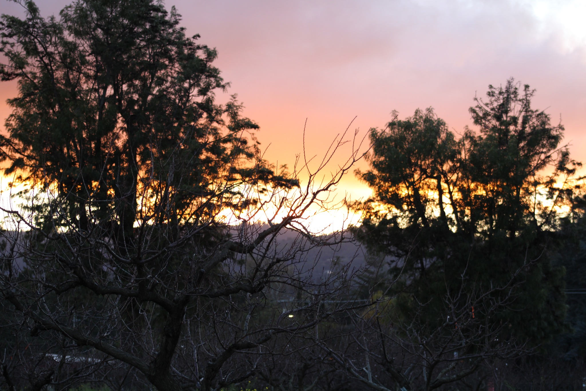 Sunset through tree branches, orange sky