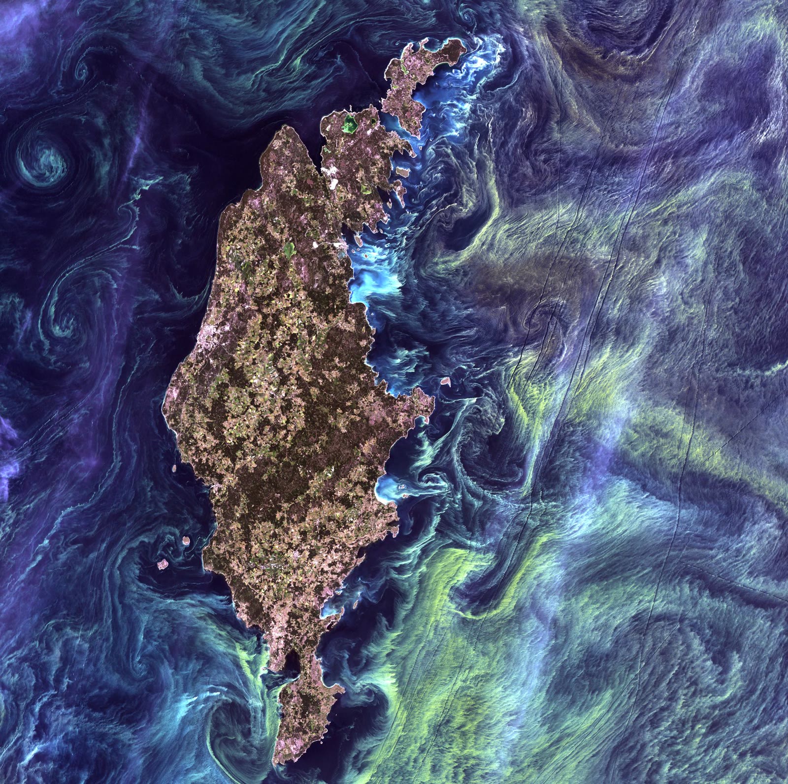Satellite view of a swirling phytoplankton bloom in ocean surface waters